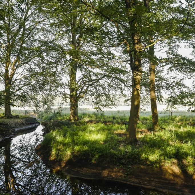 Riviertje door boomrijk gebied